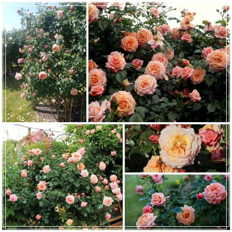 Barock róża pnąca